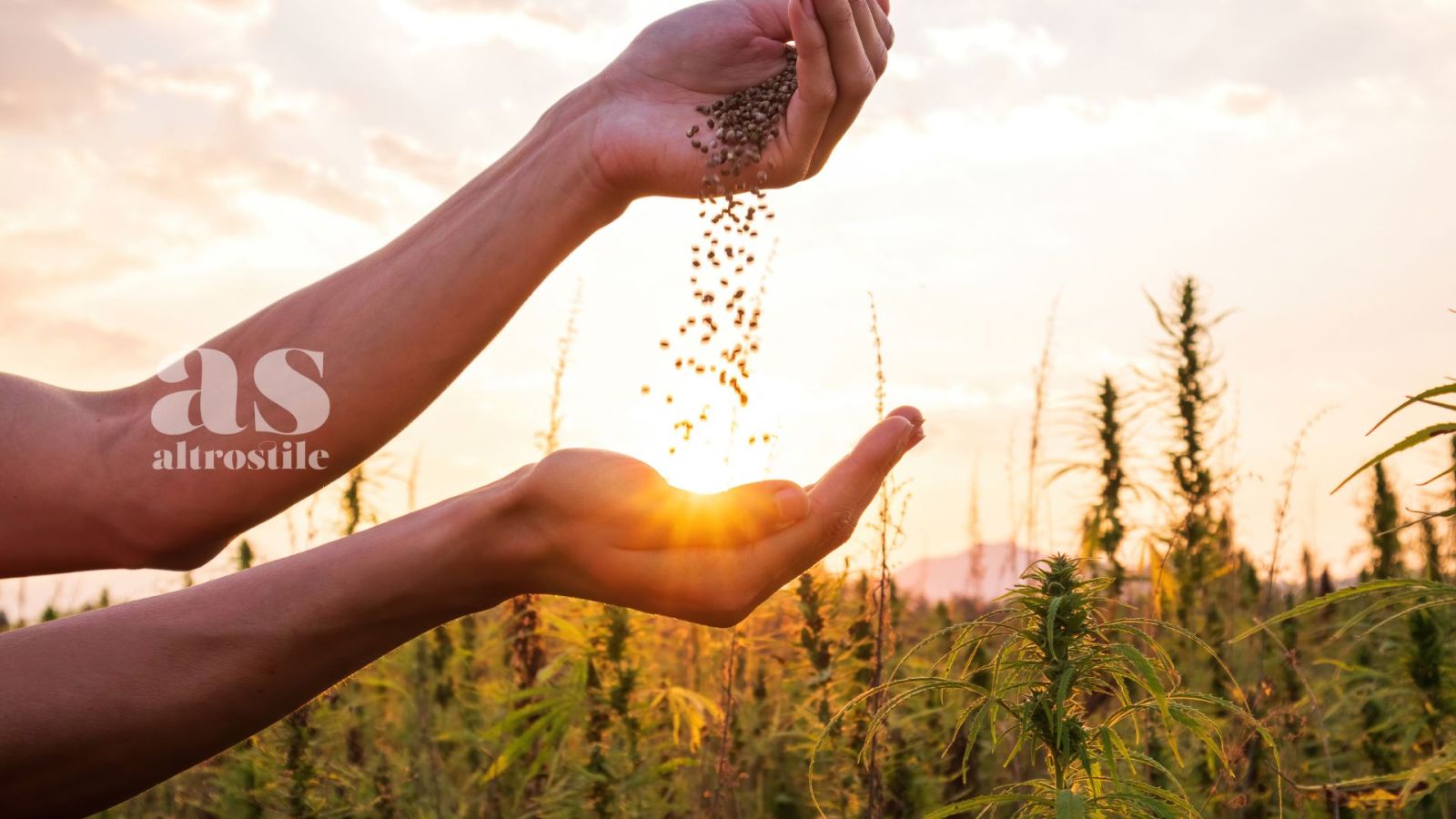 AS • Semi antichi rinati: forti e resistenti come 200 anni fa AS • Semi antichi rinati: forti e resistenti come 200 anni fa