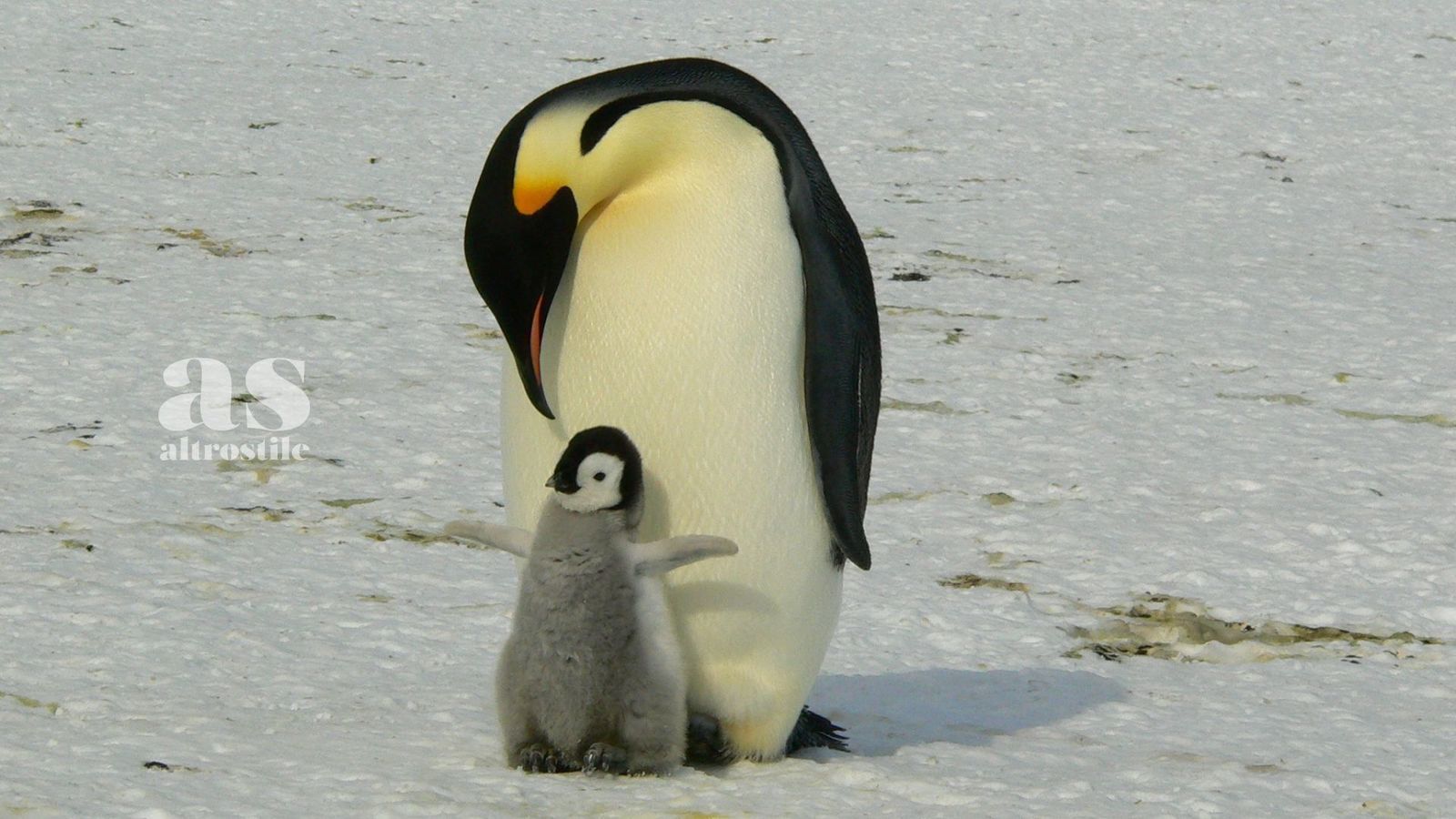 AS • Festa del papà: quali sono gli animali più "paterni" Festa Del Papà AltroStile Salute E Benessere