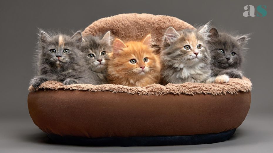 AS • Animali Amici Animali