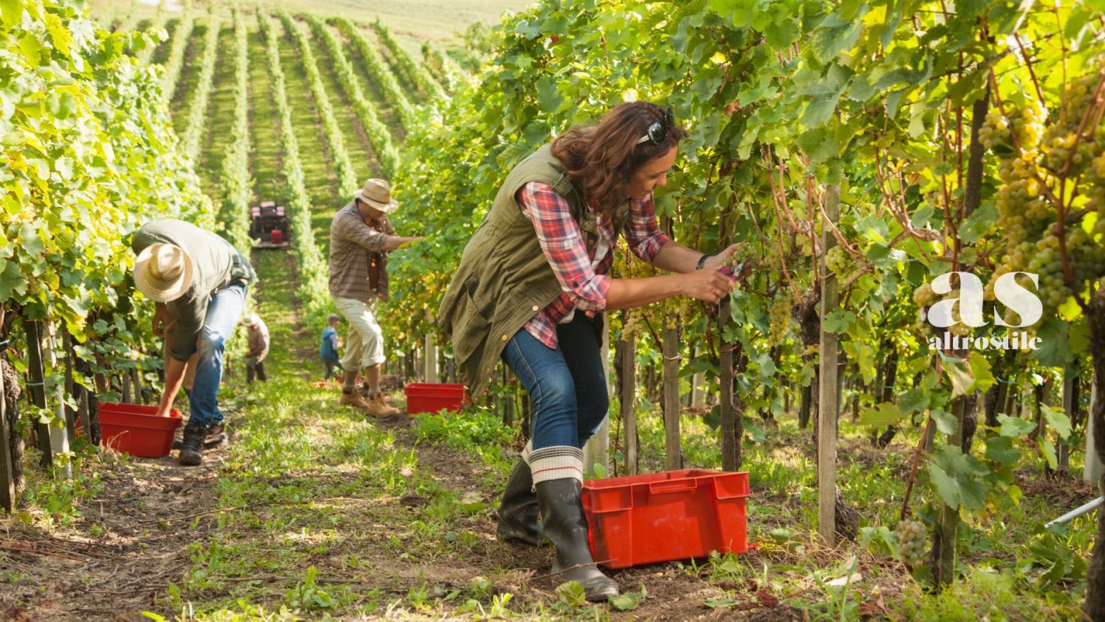 AS • Slow Food per la viticoltura responsabile Slow Food