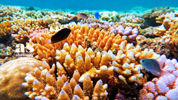 Barriere Coralline AltroStile Salute E Benessere