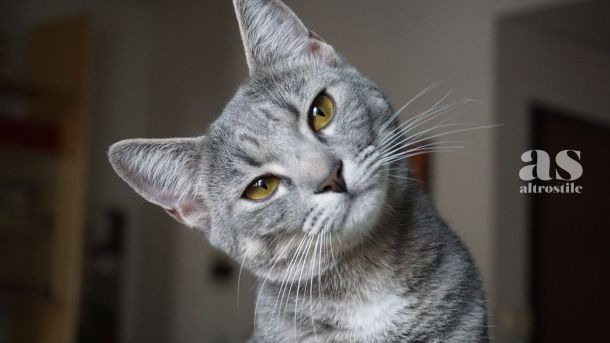 AltroStile • 7 credenze sui gatti da sfatare