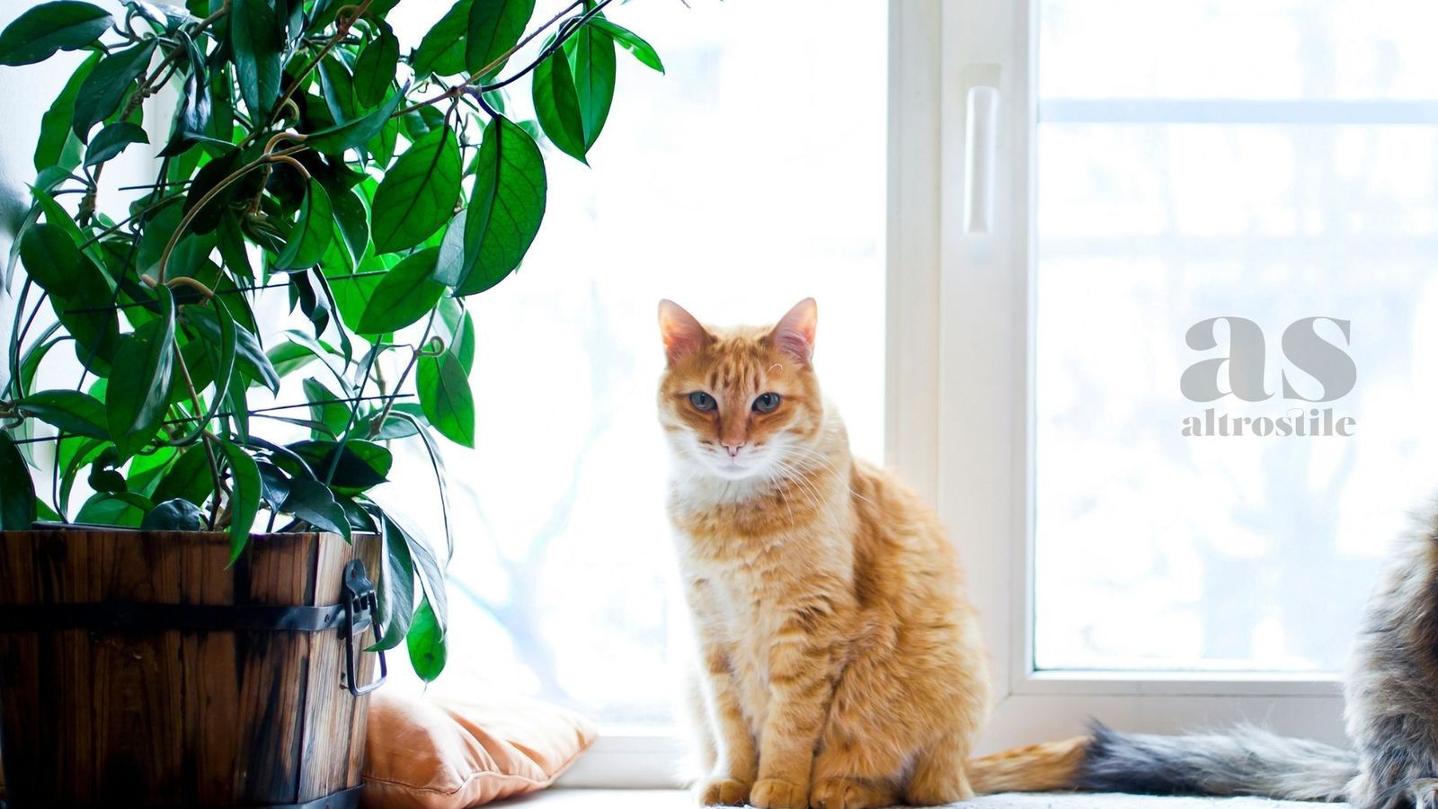 AltroStile • 5 piante sicure per animali domestici