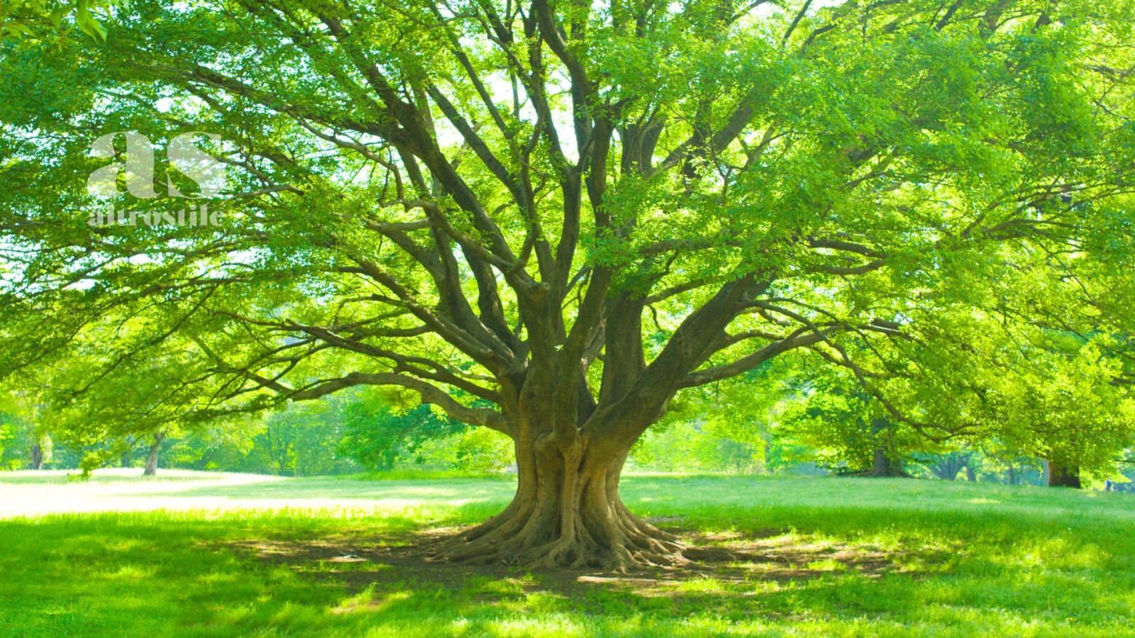 AltroStile • Il Verde che Cura: Alberi e Spazi Verdi per Salvare le Città