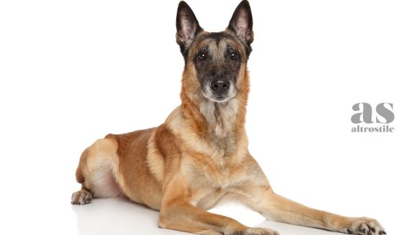 AltroStile • DNA canino: tracciate origini evolutive dei nostri amici cani