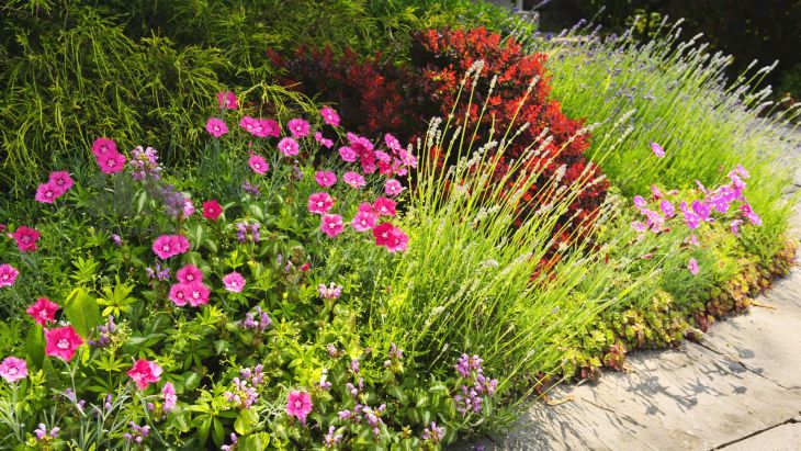 AltroStile • 10 Specie di fiori a Crescita Rapida per un Giardino Colorato