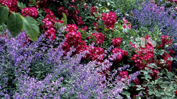 AltroStile • 10 Specie di fiori a Crescita Rapida per un Giardino Colorato