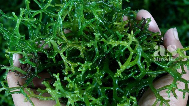 AltroStile • Alghe; Supercibo per la Salute (Anche se Non Ami il Sushi)