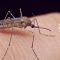 West Nile Virus 2025
