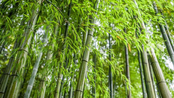 AltroStile • Il bambù: una pianta versatile e sostenibile