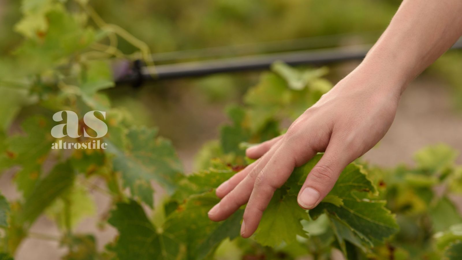 AltroStile • Agricoltura Rigenerativa: sostenibilità per un Futuro Migliore