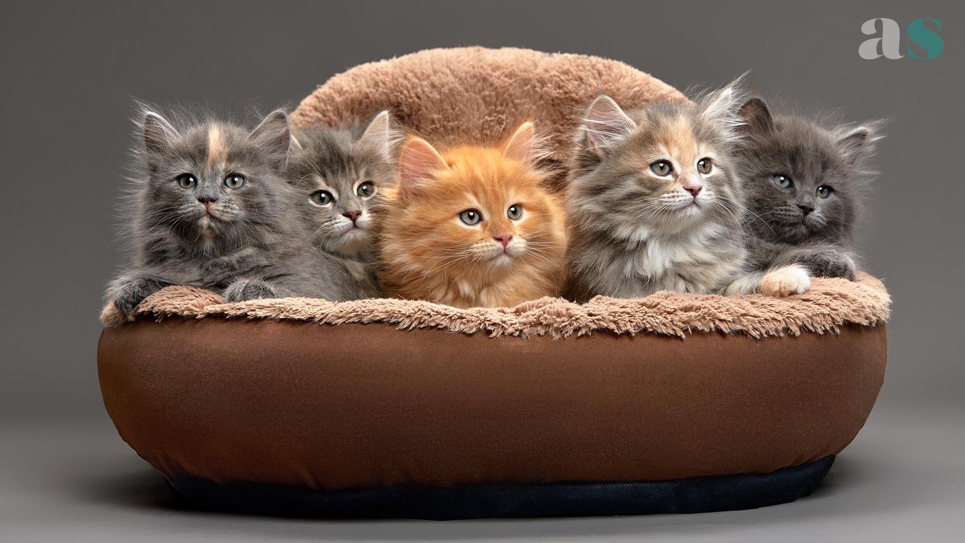 Amici Animali