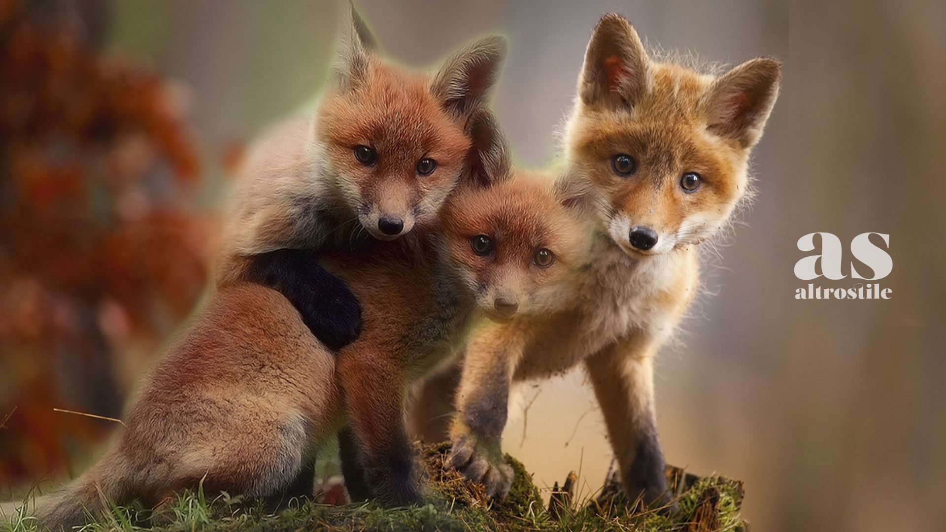 Fur free Europe