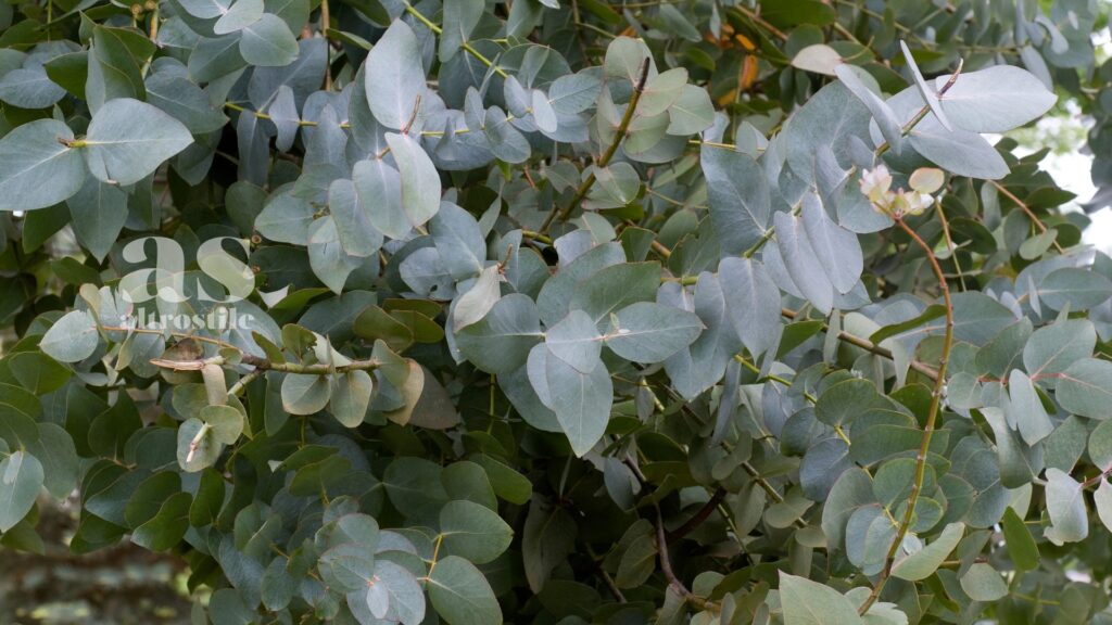 AltroStile • 6 oli essenziali per il benessere a primavera 