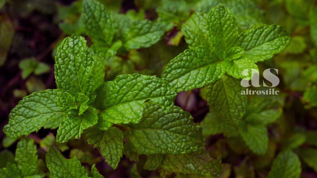 AltroStile • 6 oli essenziali per il benessere a primavera 