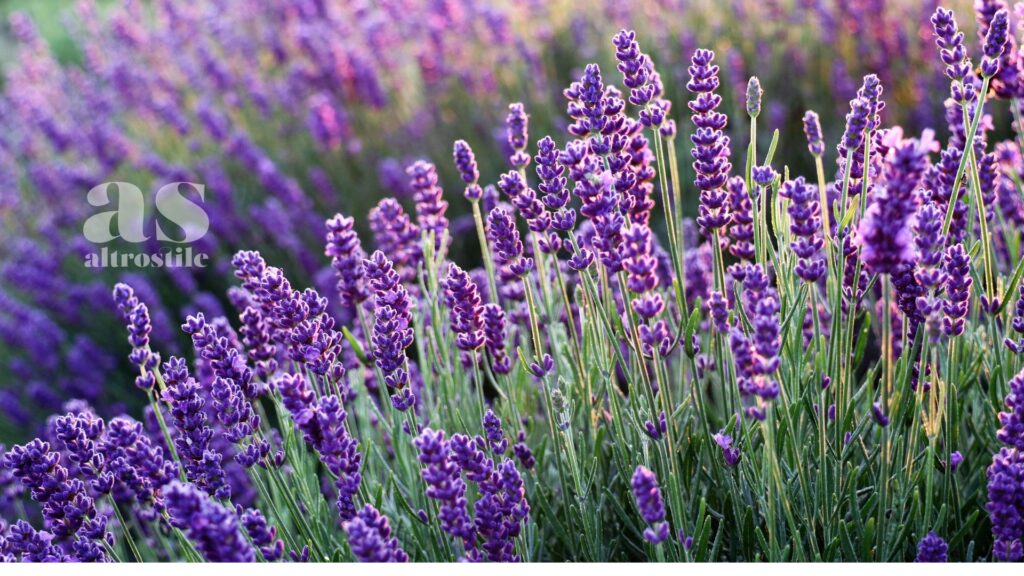 AltroStile • 6 oli essenziali per il benessere a primavera 