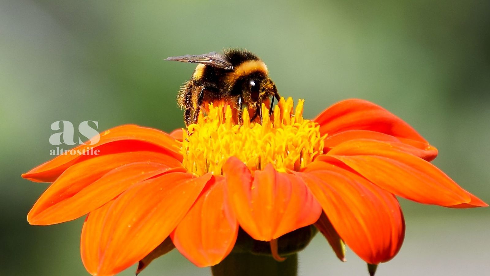 Api Senzienti AltroStile Salute E Benessere