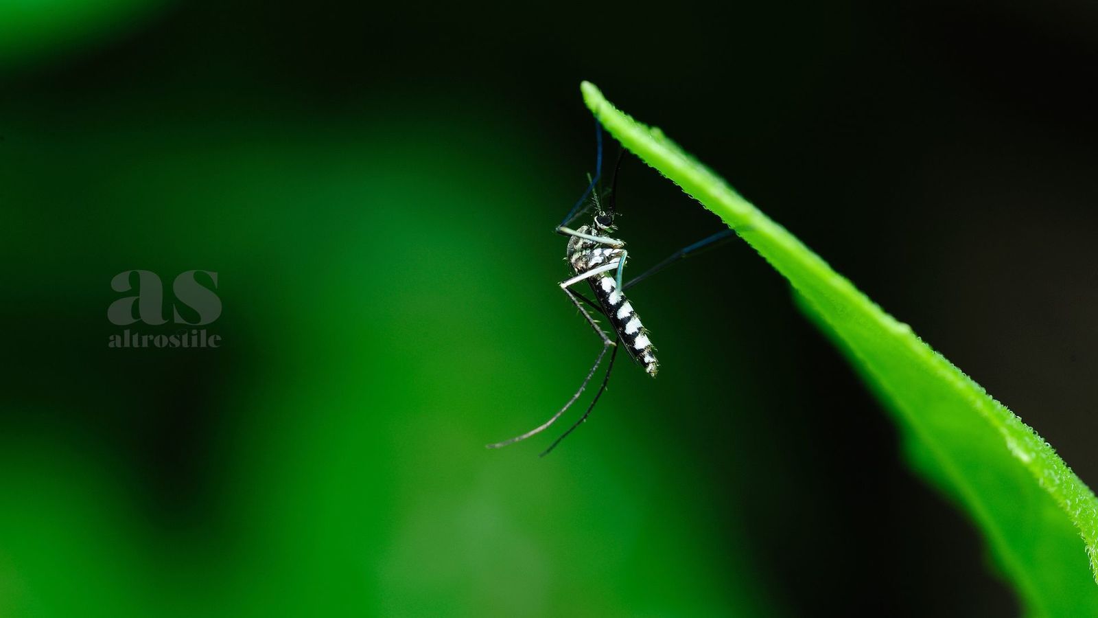 Dengue AltroStile Salute E Benessere
