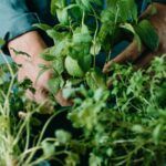 Erbe Aromatiche AltroStile Salute E Benessere
