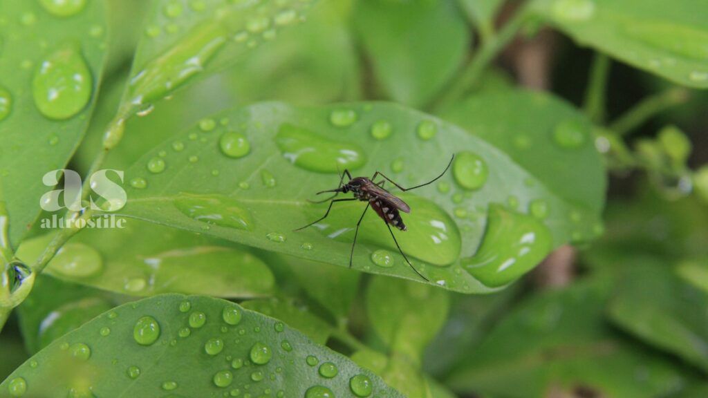 AltroStile • Dengue e zanzare, attenzione alla malattia virale in aumento
