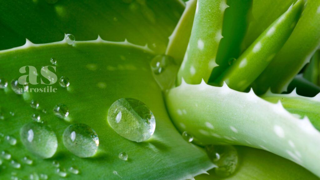 AltroStile • Aloe: lenitiva e rigenerante, per benessere e bellezza