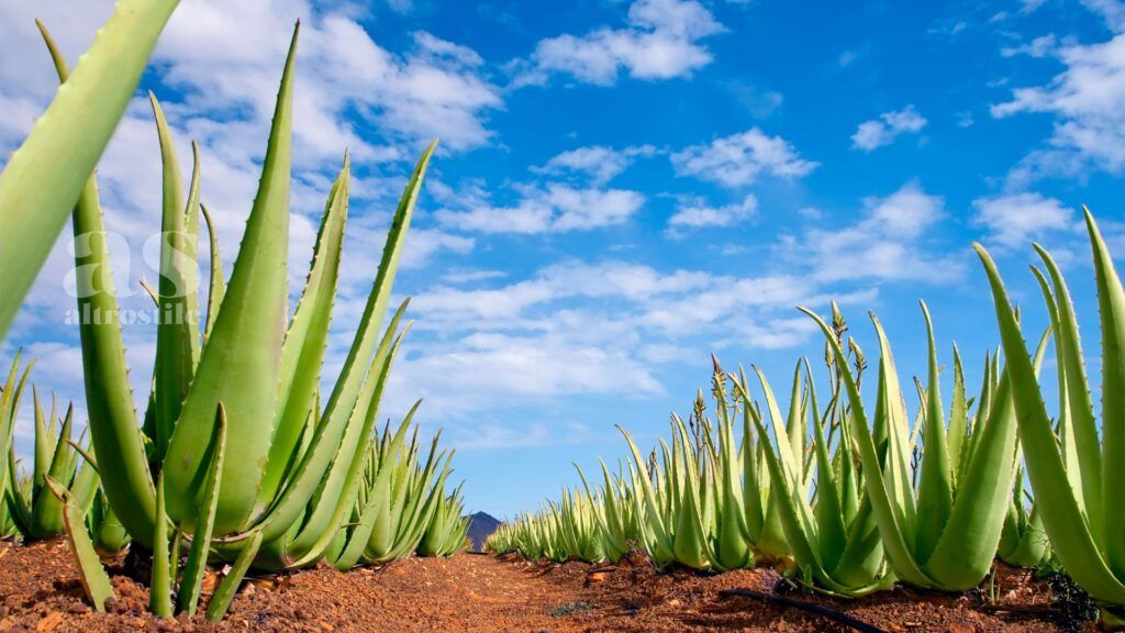 AltroStile • Aloe: lenitiva e rigenerante, per benessere e bellezza