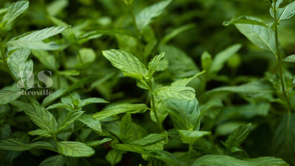 AltroStile • Menta: pianta versatile per estati fresche