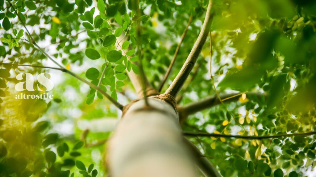 AltroStile • Moringa: "albero della vita" e fonte di salute
