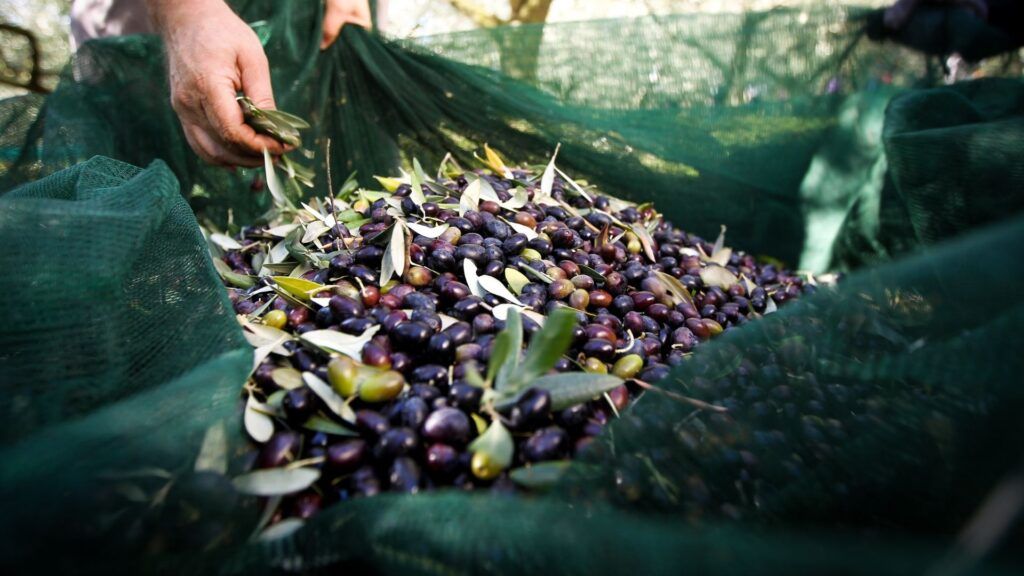 AltroStile • Olio extravergine di oliva: 3 benefici per la salute