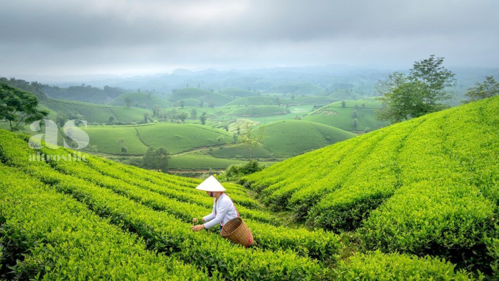 AltroStile • Tè verde; tradizione antica e benefici per la salute