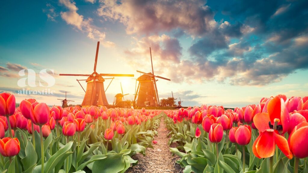 AltroStile • Tulip Festival: Un Mosaico di Colori e Tradizioni ad Amsterdam