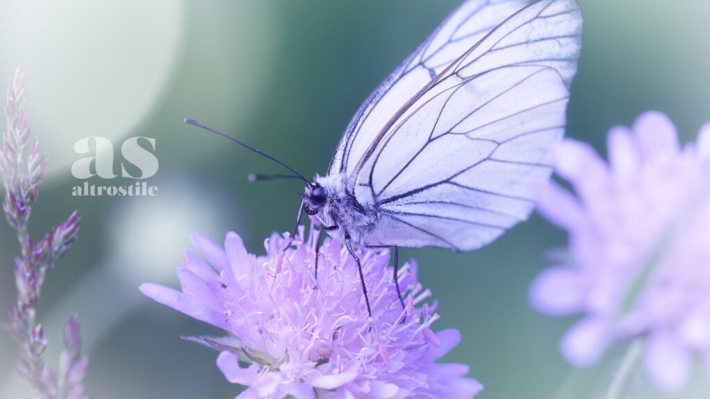 AltroStile • Farfalle; aiutiamole non tagliando l'erba in giardino