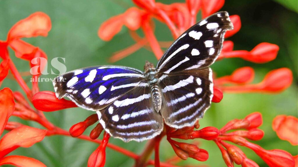 AltroStile • Farfalle; aiutiamole non tagliando l'erba in giardino