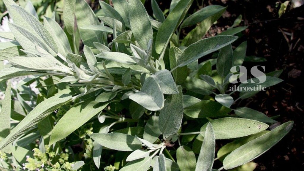 AltroStile • Salvia: tesoro verde dalle proprietà polivalenti