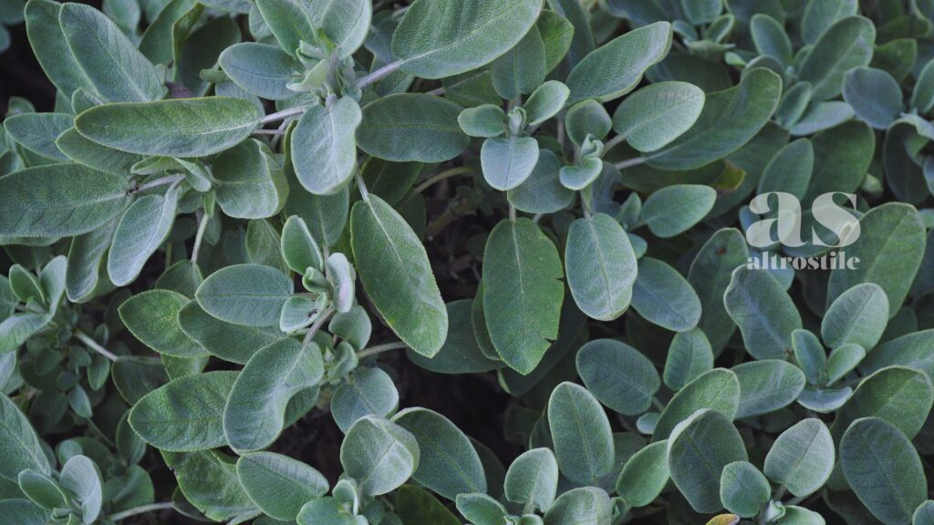 AltroStile • Salvia: tesoro verde dalle proprietà polivalenti