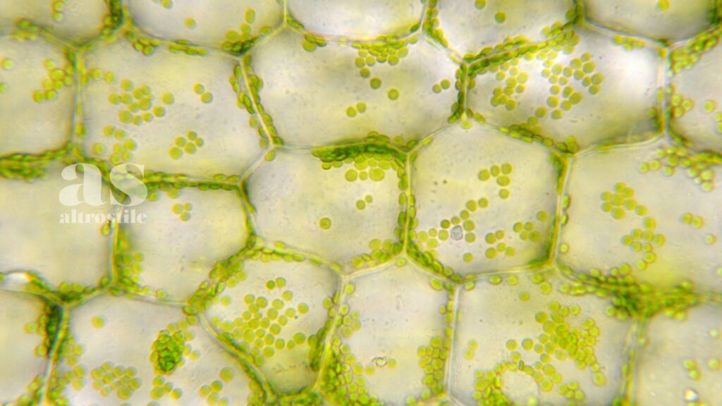 AltroStile • Cellule Morbide; scoperta nuova geometria delle cellule