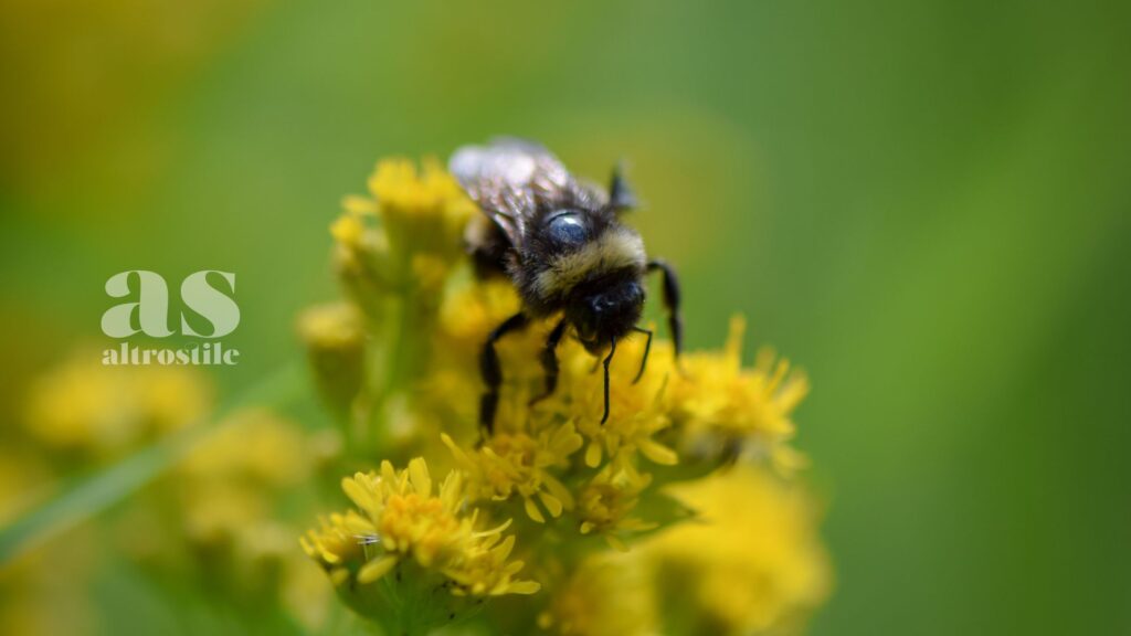 AltroStile • Agricoltura Rigenerativa: sostenibilità per un Futuro Migliore