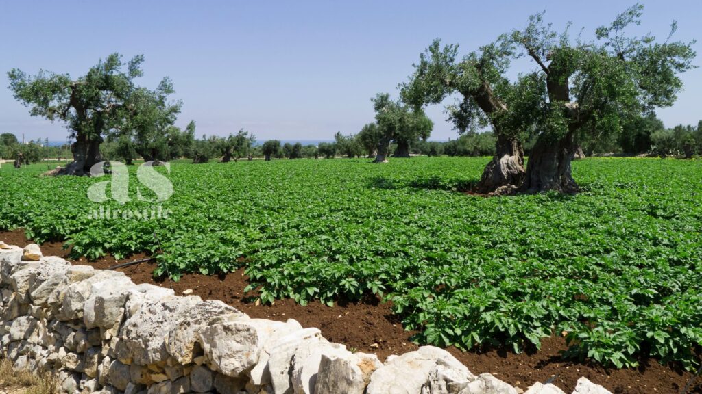 AltroStile • Agricoltura Rigenerativa: sostenibilità per un Futuro Migliore