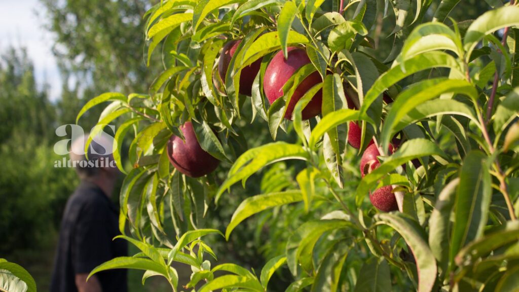 AltroStile • Agricoltura Rigenerativa: sostenibilità per un Futuro Migliore