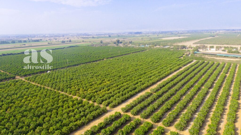 AltroStile • Agricoltura Rigenerativa: sostenibilità per un Futuro Migliore