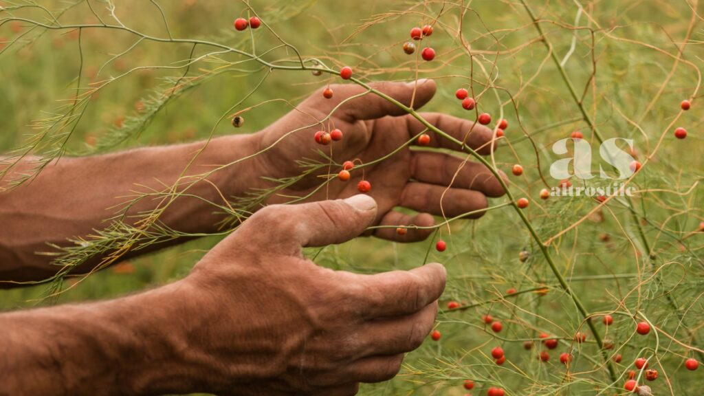 AltroStile • Agricoltura Rigenerativa: sostenibilità per un Futuro Migliore