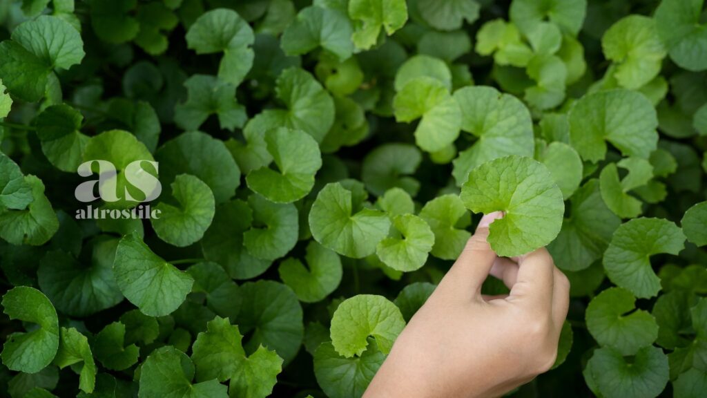 AltroStile • Centella Asiatica: Segreto di Bellezza e Salute