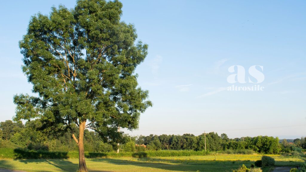 AltroStile • Manna: come assumere la preziosa linfa dei Frassini