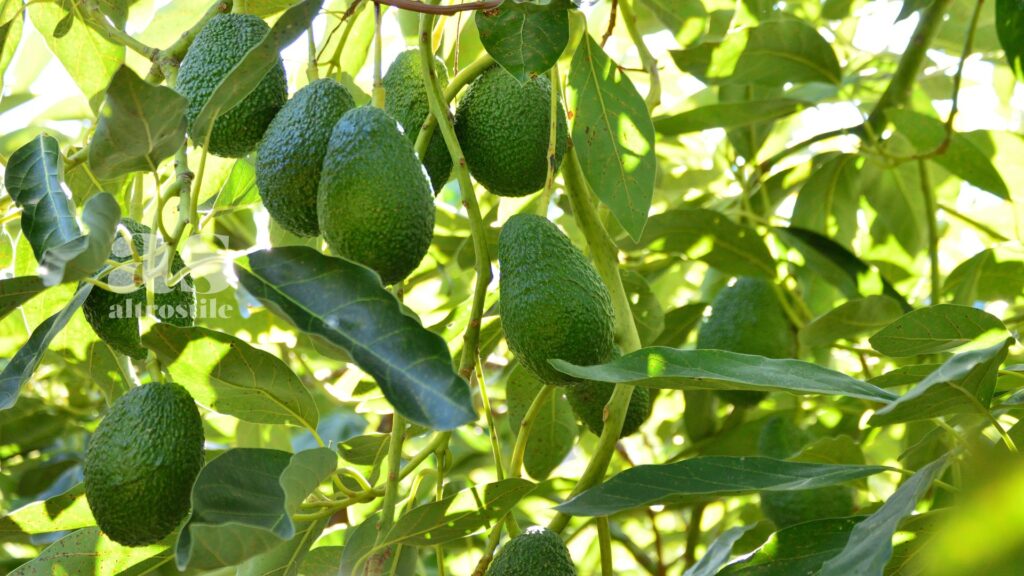 AltroStile • Avocado, tutto quello che devi sapere per la tua nutrizione