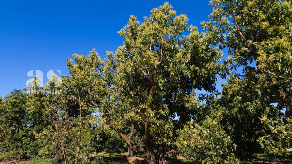 AltroStile • Avocado, tutto quello che devi sapere per la tua nutrizione