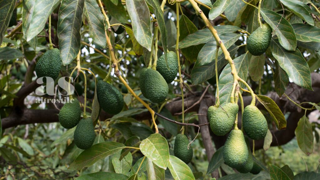 AltroStile • Avocado, tutto quello che devi sapere per la tua nutrizione