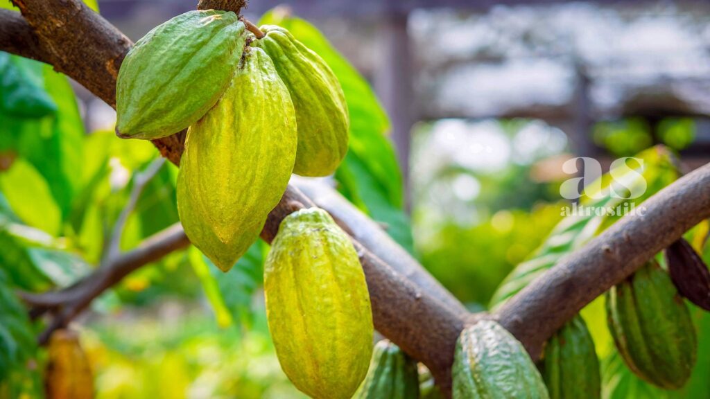 AltroStile • Cacao crudo, Scopri il suo Potere e 3 Deliziose Ricette