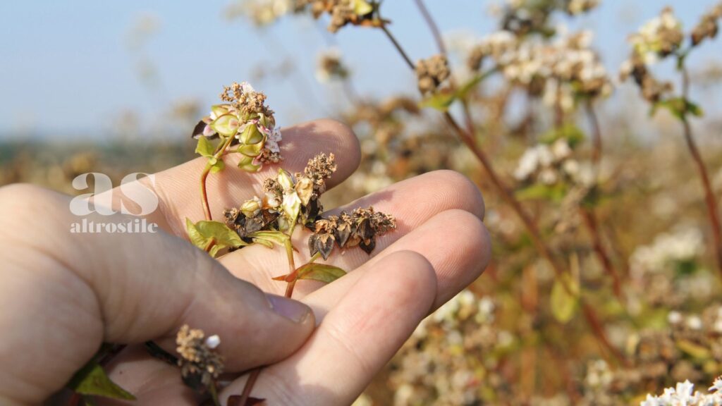 AltroStile • Farina di Grano Saraceno: Nutriente e Versatile