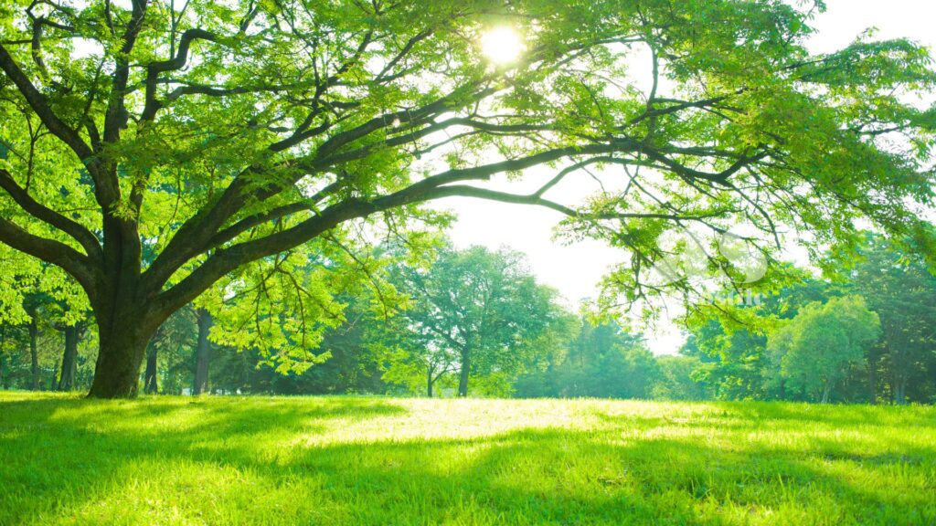 AltroStile • Il Verde che Cura: Alberi e Spazi Verdi per Salvare le Città