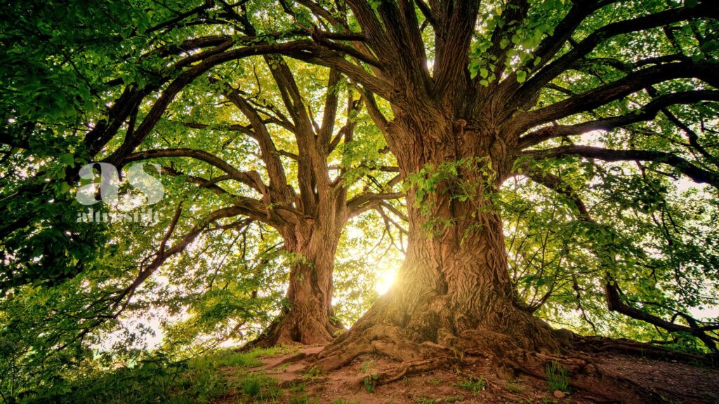 AltroStile • Il Verde che Cura: Alberi e Spazi Verdi per Salvare le Città